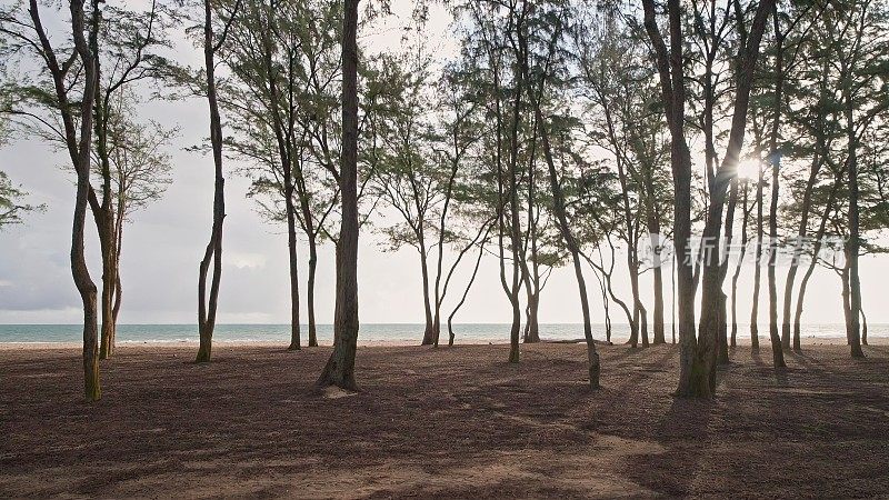 镜头在雨林中穿过树木。热带瓦胡岛的野生海滩。夏威夷岛的清晨。替身。DCI 4 k。